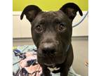 Adopt Theodore a Pit Bull Terrier, Black Labrador Retriever