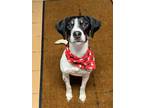 Adopt Zero- Prison Training Program a Beagle