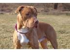 Adopt Tank a Pit Bull Terrier