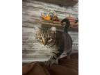 Adopt Milady a American Shorthair (short coat) cat in Poplar Grove