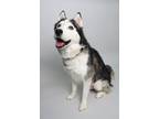 Adopt BRUTUS (So Smart!) a Husky