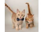 Adopt HENRY & LEO (Bonded Brothers) a Domestic Short Hair