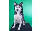 Adopt THUNDER a Siberian Husky