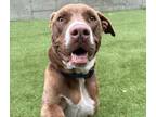 Adopt Ruger a Brown/Chocolate - with White Boxer / Mixed Breed (Medium) / Mixed