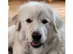 Adopt Nellie a Great Pyrenees / Mixed dog in Portland, OR (38179788)