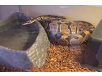 Adopt Reeses a Snake reptile, amphibian, and/or fish in Vista, CA (35861617)