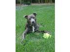Adopt Denny*-ASK ABOUT ME, I'M IN A FOSTER HOME a Brown/Chocolate Mixed Breed