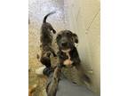 Adopt Sissy a Brown/Chocolate - with White Mixed Breed (Medium) / Mixed dog in