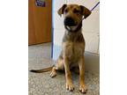 Adopt Shasta a Brown/Chocolate - with Tan Shepherd (Unknown Type) / Mixed dog in