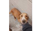 Adopt Myrtle a White - with Brown or Chocolate Hound (Unknown Type) / Mixed dog