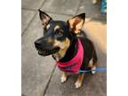 Adopt Abby a Black - with Tan, Yellow or Fawn Australian Kelpie / Mixed dog in