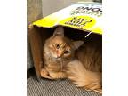 Adopt Maceo a Orange or Red (Mostly) Domestic Mediumhair (medium coat) cat in