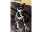 Adopt SIMON a Black - with White Texas Heeler / Mixed dog in Casa Grande