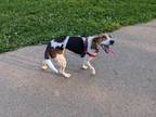 Adopt Banksy a Tricolor (Tan/Brown & Black & White) Foxhound / Mixed dog in