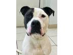 Adopt Augie a Pit Bull Terrier