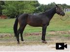 Adopt SANTIAGO a Quarterhorse