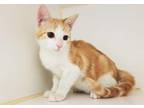 Adopt ASTRO a Orange or Red (Mostly) Domestic Shorthair / Mixed (short coat) cat