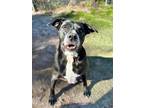 Adopt TITUS a Black - with White Labrador Retriever / Mixed dog in Fort Walton