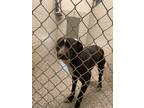 Adopt Grover a Black Mixed Breed (Medium) / Mixed dog in Laurinburg