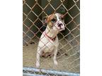 Adopt Fraisure a White - with Brown or Chocolate American Pit Bull Terrier /