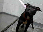 Adopt DONNER a Black - with White American Pit Bull Terrier / Mixed dog in