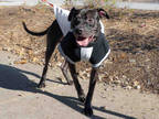 Adopt SEYMOUR a Black American Pit Bull Terrier / Mixed dog in Atlanta