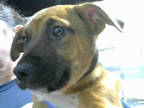 Adopt SNOOP a Brown/Chocolate - with Black Black Mouth Cur / Mixed dog in