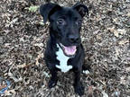 Adopt NERIA a Black - with White American Pit Bull Terrier / Mixed dog in