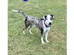 Adopt Skye a Black Catahoula Leopard Dog / Mixed dog in Gray, LA (38170771)
