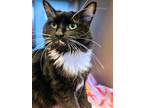 Adopt Zsa Zsa a Domestic Longhair / Mixed (long coat) cat in Blountville