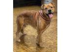 Adopt SPIKE a German Shepherd Dog, Labrador Retriever