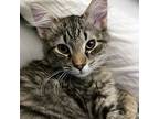 Adopt Sawyer a Tabby, Domestic Medium Hair