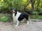 Adopt Boris a Black - with Brown, Red, Golden, Orange or Chestnut Collie / Mixed