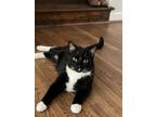 Adopt Sushi a Domestic Shorthair / Mixed (short coat) cat in Hoover