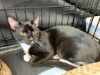 Adopt Sushi a Domestic Shorthair / Mixed (short coat) cat in Hoover