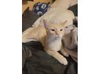 Adopt Ivan a Domestic Shorthair / Mixed cat in Warrenton, MO (38312749)