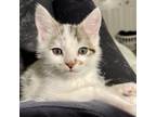 Adopt Archer a Domestic Shorthair / Mixed cat in Potomac, MD (38277733)