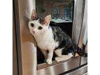 Adopt Ivy a Domestic Shorthair / Mixed cat in Potomac, MD (38277734)