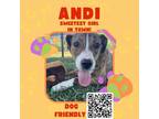 Adopt Andi a Brindle Boxer / Mixed dog in Dickinson, TX (38185775)