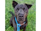 Adopt Wumbo a Black Labrador Retriever / Chow Chow / Mixed dog in St.