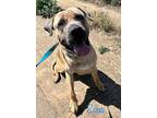 Adopt Zeus a Mastiff dog in Windsor, CO (38293296)