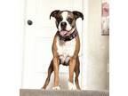 Adopt Mac a Tan/Yellow/Fawn Boxer / Mixed dog in Denver, CO (38137722)