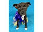 Adopt Chewy a Black Labrador Retriever / Mixed dog in Picayune, MS (38100668)