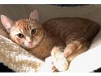 Adopt Prince a Orange or Red Domestic Shorthair (short coat) cat in Palo Alto