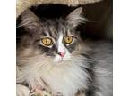 Adopt Molly a Gray or Blue Domestic Mediumhair / Mixed cat in South Haven