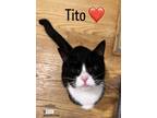 Adopt Tito a Black & White or Tuxedo Domestic Shorthair (short coat) cat in