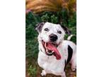Adopt Stella a White - with Black Labrador Retriever / American Staffordshire