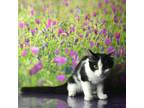 Adopt Sandy a All Black Domestic Shorthair / Mixed cat in Yuma, AZ (38054635)