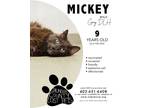 Adopt Mickey a Domestic Long Hair