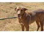 Adopt Arleth a Brown/Chocolate - with White Labrador Retriever / Mixed dog in